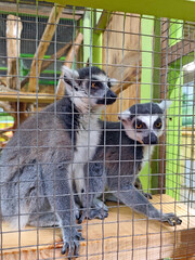 Fototapeta premium Two ring-tailed lemurs sitting inside a zoo enclosure behind a wire mesh fence. Curious exotic primates with distinctive black and white facial markings resting on a wooden platform. Wildlife conserva