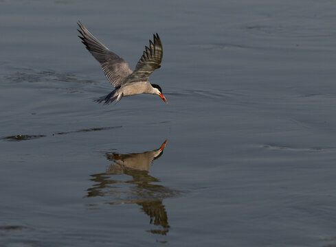 White-cheeked Tern fishing in the morning at Tubli, Bahrain