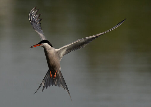White-cheeked Tern flying in the morning at Tubli, Bahrain
