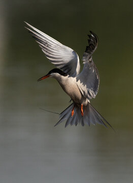 White-cheeked Tern flying in the morning at Tubli, Bahrain