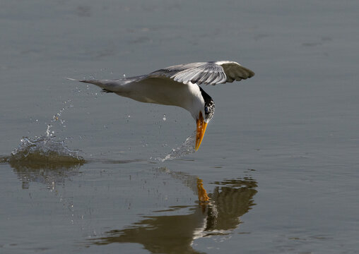 Closeup of a Lesser Crested Tern fishing at Tubli bay, Bahrain