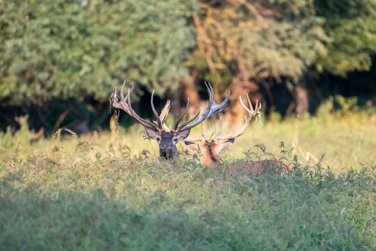 A group of red deer in their natural habitat