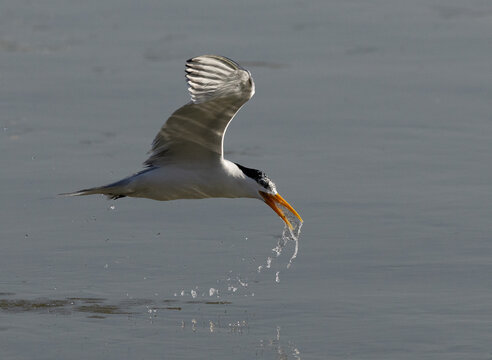Lesser Crested Tern fishing at Tubli bay, Bahrain
