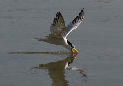 Closeup of a Lesser Crested Tern fishing at Tubli bay, Bahrain