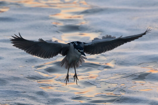 Black-crowned Night heron landing  at Tubli bay, Bahrain
