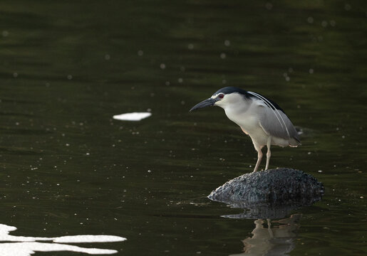 Black-crowned Night heron fishing at Tubli bay, Bahrain