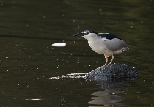 Black-crowned Night heron fishing at Tubli bay, Bahrain