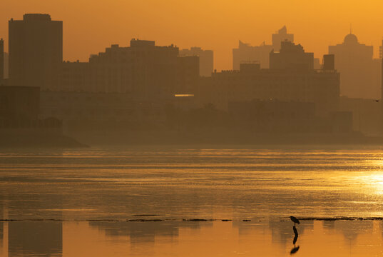 A backlit image of night heron perched on a wooden log with highrise building at the backdrop, tubli, Bahrain