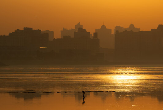 A backlit image of night heron perched on a wooden log with highrise building at the backdrop, tubli, Bahrain