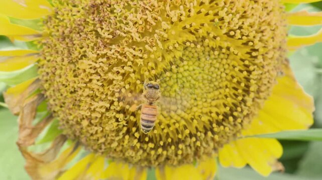 Worker bee collecting nectar from a sunflower in summer, Slow motion