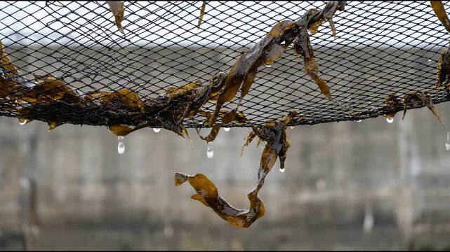Brown kelp falling through taut black nylon netting with slick woven fibers in a detailed close-up shot