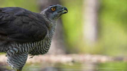 Fototapeta premium Northern Goshawk at water's edge, barred underparts visible
