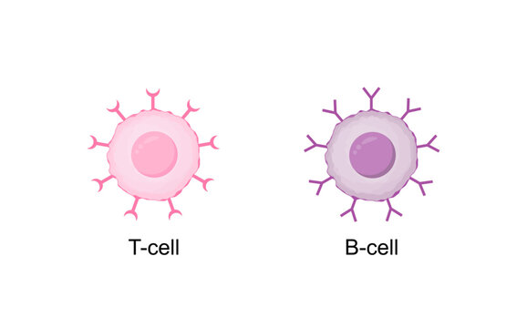 Cells of adaptive immune system. T cell and B cell. T- lymphocyte and B-lymphocyte. Vector illustration.