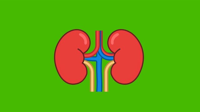 Kidney Health Medical Icon Animation with Green Background. Full HD. 4K