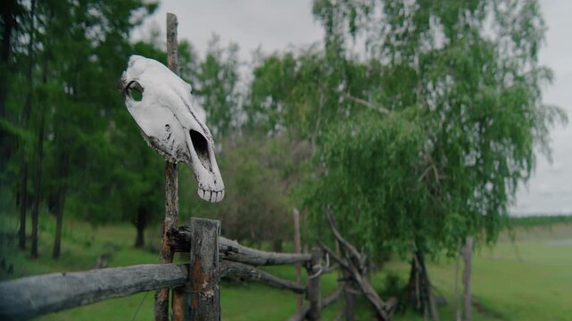 Animal Skull Mounted on Rustic Wooden Fence in Rural Pasture