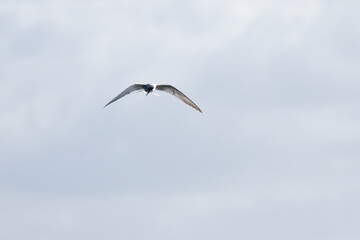 Obraz premium Common tern in flight against the light, common tern with outstretched wings, grey sky, clouds in the sky, Sterna hirundo