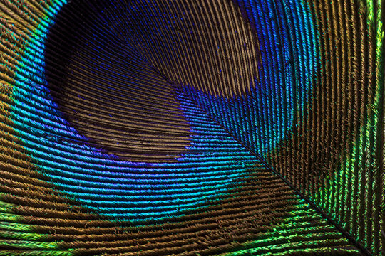 Iridescent Macro Peacock Feather Ocellus Pattern,An extreme high-magnification macro photograph focused sharply on the central eye, or ocellus, of a single peacock tail feather. The image reveals the 