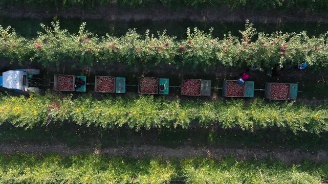 Apple harvesting. Workers pick ripe fruits from trees in organic farm orchard. Tractors carry wooden boxes with freshly picked apples between apple tree rows