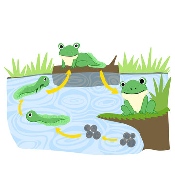 frog Lyfe cycle metamorphosis
