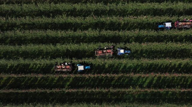 Handpicking. Skilled workers handpick premium fresh-market apples. Aerial drone top view video