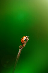 Macro photo of a ladybug on a dry twig against a soft green background © Alina Zakovyrko