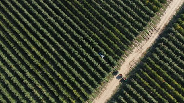 Commercial apple picking. Aerial drone top view video. Farming, sustainable agriculture, and food production