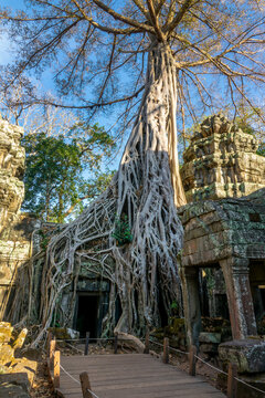 Famous Ta Prohm temple in Angkor with Silk Cotton tree (or Kapok tree) roots growing on the ruins, Siem Ream, Cambodia