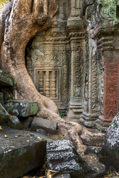 Close up of Silk Cotton tree (or Kapok tree) roots growing on the ruins at the famous Ta Prohm temple in Angkor, Siem Ream, Cambodia