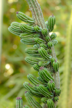 Close-up of a unique columnar cactus or succulent plant with clusters of small, ribbed green stems and buds in the tropical landscape of Ecuador.