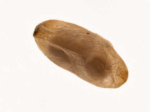 Zu sehen ist eine detailreiche Nahaufnahme einer einzelnen Ameisenpuppe der Kahlr&uuml;ckigen Waldameise (Formica polyctena). Die Aufnahme erfolgte vor neutralem Hintergrund.
