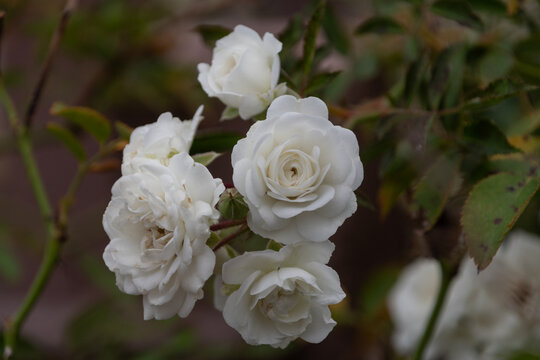 Elegant White Roses Blooming in Autumn Garden Soft Bokeh Botanical Background with Copy Space