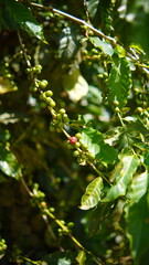 Obraz premium Coffee branch full of raw green beans with a single ripe red coffee cherry standing out