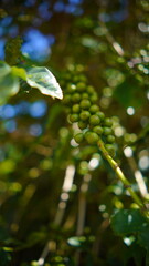 Obraz premium Macro shot of unripe green coffee beans growing on a branch with beautiful blurred background