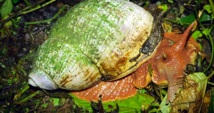 From Narupayacu, 1,100m elevation in the Amazonian foothills of the Andes in Napo province, Ecuador. 