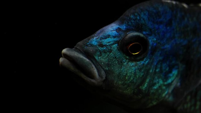 Blue green cichlid fish closeup showing iridescent shimmering scales, vivid natural pattern, and bright eye with orange highlights in dramatic dark aquarium lighting wildlife portrait