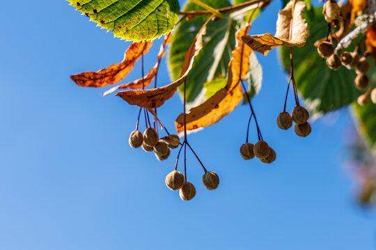 Macro close up of linden tree seeds and golden autumn leaves hanging under vivid blue sky, tilia tree fruit and autumn season change concept