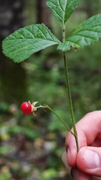Hand holding a delicate stem of ripe red stone bramble berries with lush green leaves in woodland, wild forest fruit, foraging concept, natural summer harvest.