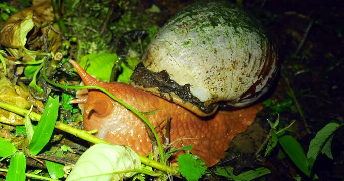 From Narupayacu, 1,100m elevation in the Amazonian foothills of the Andes in Napo province, Ecuador. 