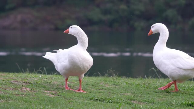 Two white geese courting on green grass