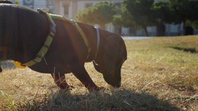 A Curious Dog Enjoying an Adventure While Exploring the Beautiful Outdoors in the Autumn