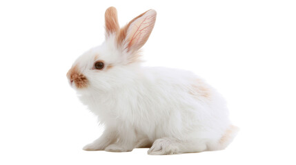 Small fluffy white rabbit with brown patches on ears and nose © Elodie
