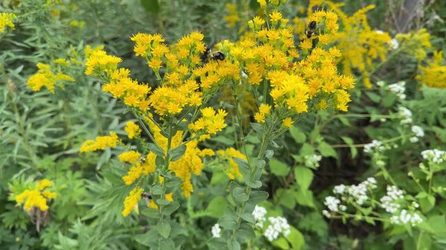 Bees on yellow stiff-leaved goldenrod flowers on a summer day.