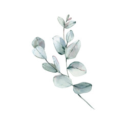 A hand-drawn watercolor eucalyptus branch. Illustration isolated on a white background © Anastasiia