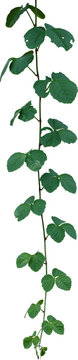 Vine plant and leaves, This climbing plant thrives in nature isolated on white background. Have clipping path.