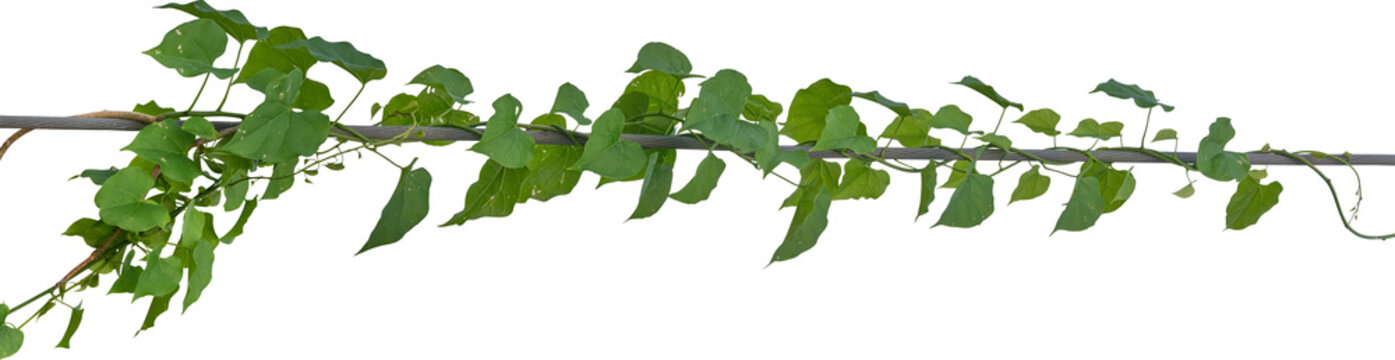 Vine plant and leaves, This climbing plant thrives in nature isolated on white background. Have clipping path.