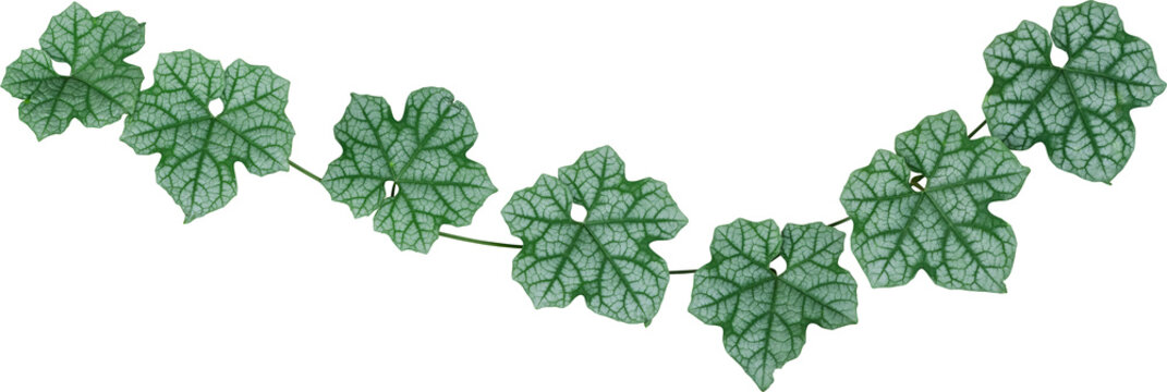 Vine plant and leaves, This climbing plant thrives in nature isolated on white background. Have clipping path.
