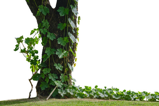 tree trunk with green climbing vines isolated
