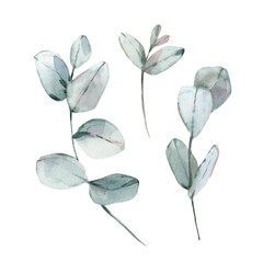 A hand-drawn watercolor eucalyptus branch. Illustration isolated on a white background © Anastasiia