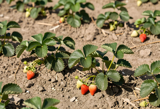 Sustainable agriculture and organic farming, fresh strawberries growing on plants in a soil field during harvest season for healthy food production