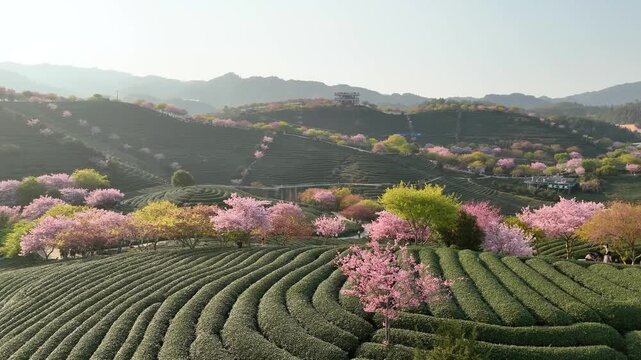 Scenic Terraced Green Tea Plantation with Pink Cherry Blossoms in Jeju, South Korea